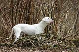 DOGUE ARGENTIN 503